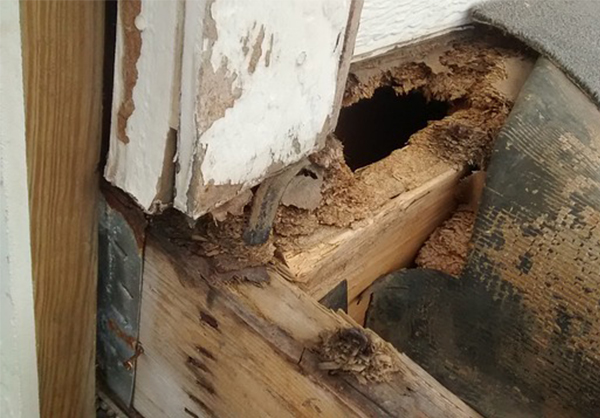 flood damage repair regina